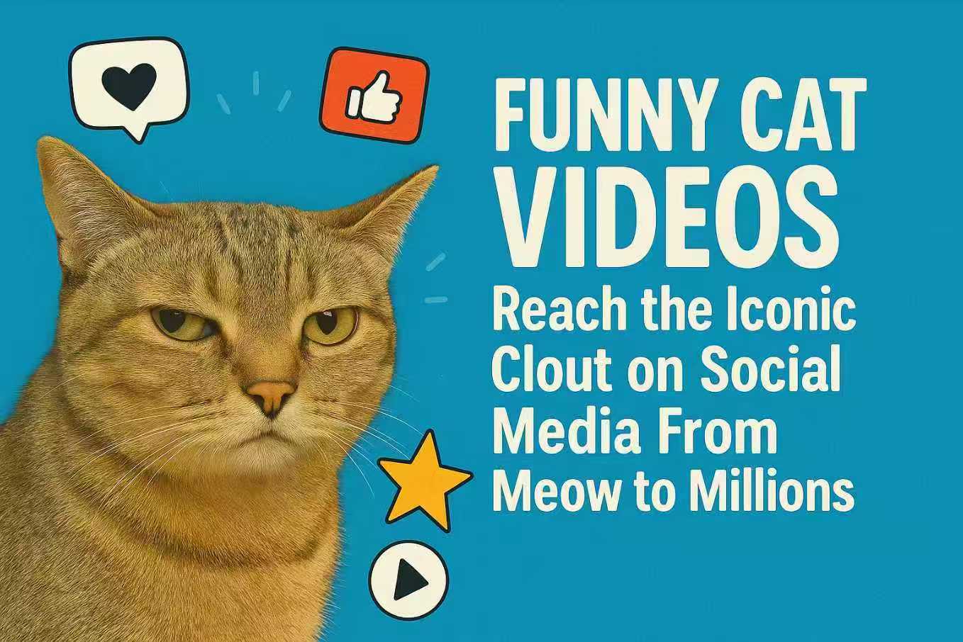 Funny Cat Videos: Reach The Iconic Clout on Social Media From Meow to Millions